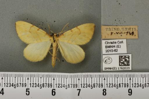 Gandaritis pyraliata (Denis & Schiffermüller, 1775) - BMNHE_1762020_345618