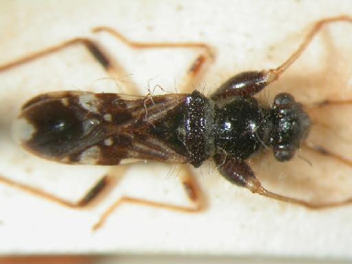 Aphanus dudgeoni Distant, 1909 - Hemiptera: Caridops Nig