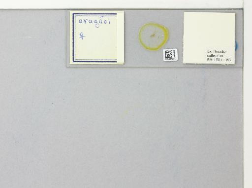 Lutzomyia aragaoi species group Aragaoi Costa Lima, 1932 - 015331335_128560_1329275_157792_NoStatus