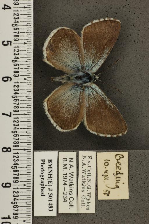 Lysandra coridon ab. supramelaina Bright & Leeds, 1938 - BMNHE_501483_100576
