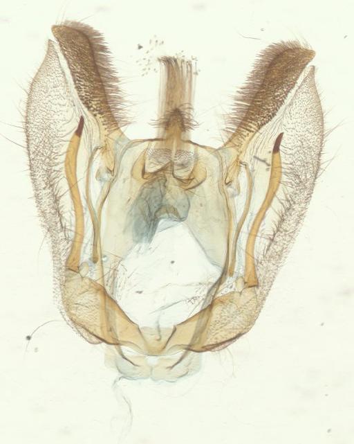 Myrioblephara Warren, 1893 - Myrioblephara sp 13205 genitalia