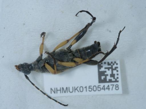 Rutpela maculata (Poda, 1761) - 015054478_2
