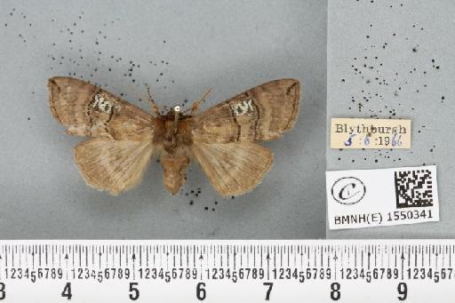 Tethea ocularis octogesimea (Hübner, 1786) - BMNHE_1550341_235943