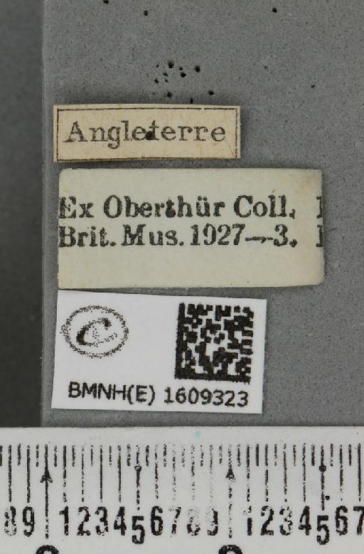 Xanthorhoe ferrugata (Clerck, 1759) - BMNHE_1609323_label_311421