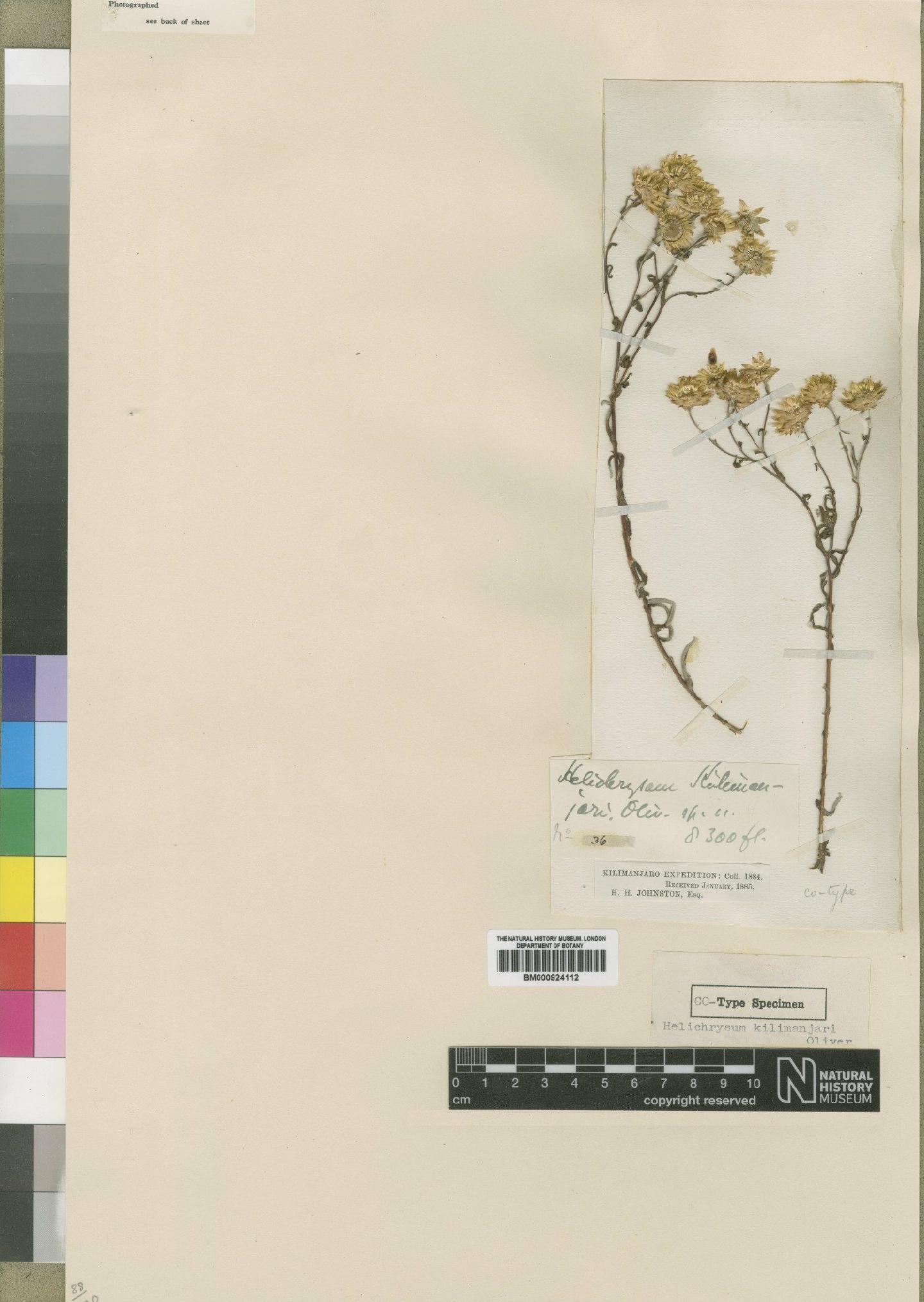 To NHMUK collection (Helichrysum kilimanjari Oliv.; TYPE; NHMUK:ecatalogue:4529140)