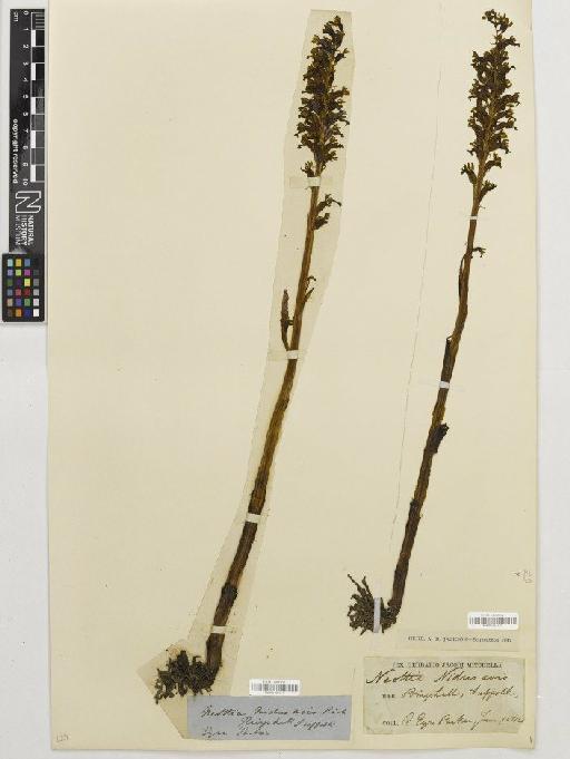 Neottia nidus-avis (L.) Rich. - BM001164122