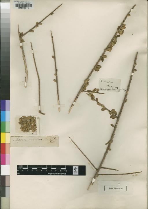 Maerua crassifolia Forssk. - BM000629110