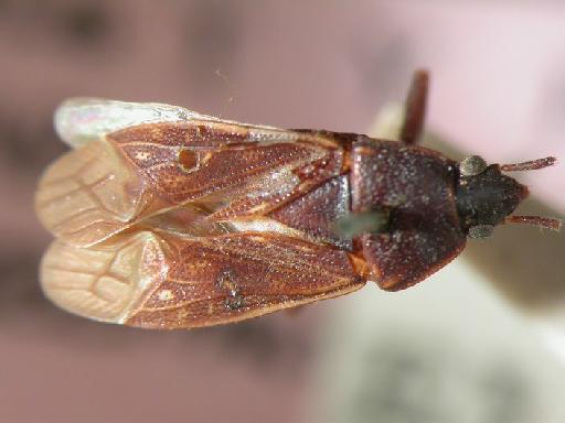 Neolethaeus extremus (Walker, 1872) - Hemiptera: Neolethaeus Ext