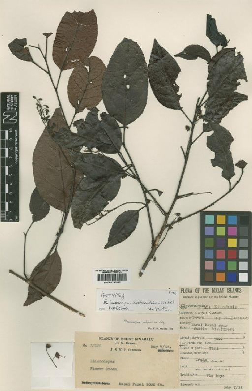 Elaeocarpus hochreutineri Weibel - BM000795242