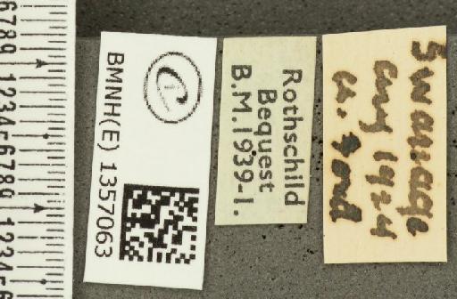 Thymelicus acteon ab. virescens Tutt, 1906 - BMNHE_1357063_label_157221
