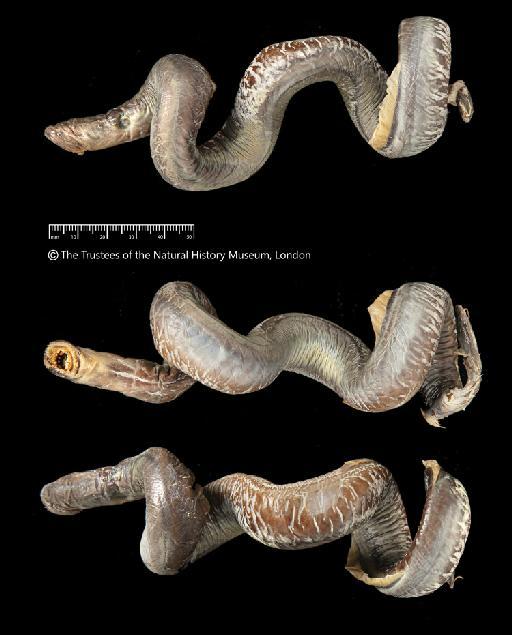 Velasia chilensis Gray, 1851 - BMNH 1951.10.4.2, HOLOTYPE, Velasia chilensis