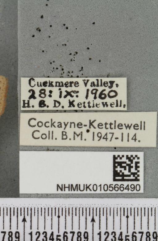 Agrochola lychnidis (Denis & Schiffermüller, 1775) - NHMUK_010566490_label_624107