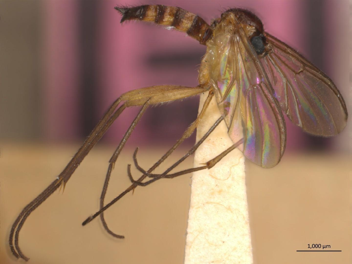 Schnusea desanei