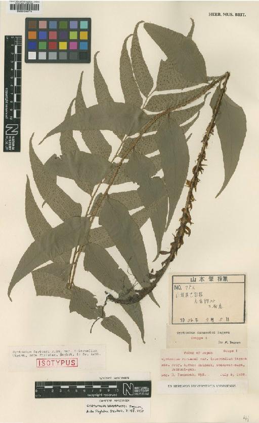 Cyrtomium fortunei var. intermedium Tagawa - BM001048774