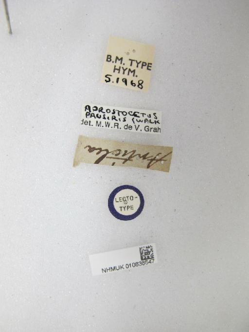 Cirrospilus anticlea Walker, 1839 - 010838547_Labels
