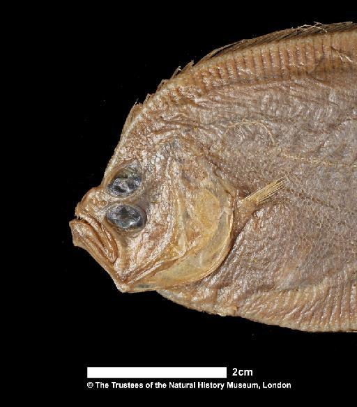 Arnoglossus microphthalmus (von Bonde, 1922) - BMNH  1922.3.27.12, SYNTYPE, Arnoglossus microphthalmus, head