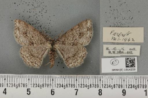 Ectropis crepuscularia ab. delamerensis Buchanan White, 1877 - BMNHE_1914259_a_482000
