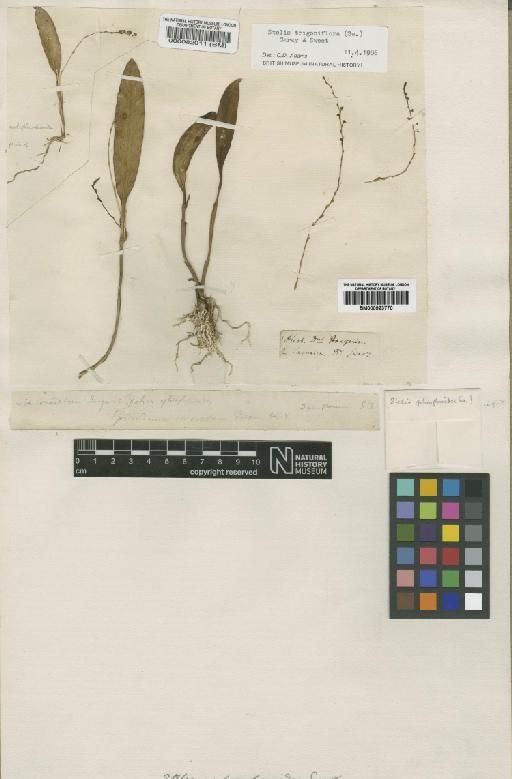 Stelis trigoniflora (Sw.) Garay - BM000082011