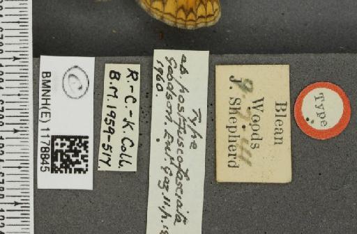 Melitaea athalia ab. postfuscofasciata Goodson, 1960 - BMNHE_1178845_label_56579