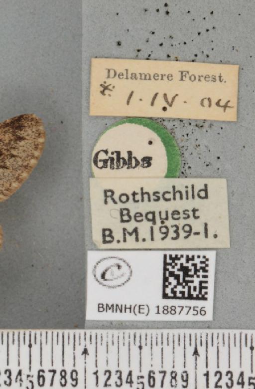 Apocheima hispidaria (Denis & Schiffermüller, 1775) - BMNHE_1887756_label_455129