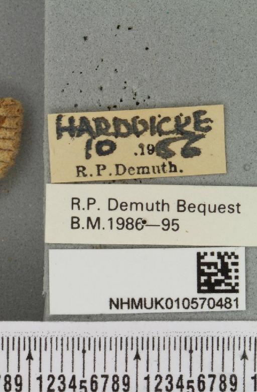 Agrochola circellaris (Hufnagel, 1766) - NHMUK_010570481_label_628167