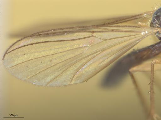 Boletina digitata Lundström, 1914 - 010626399_Boletina_digitata_wing