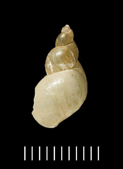 Lymnaea diaphana King, 1830 - 1950.5.16.1, SYNTYPE, Lymnaea diaphana King, 1830