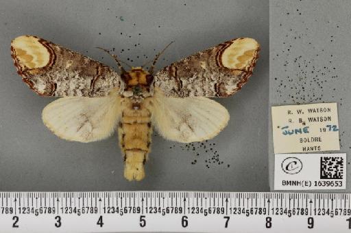 Phalera bucephala bucephala (Linnaeus, 1758) - BMNHE_1639653_208807