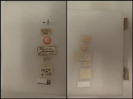 Polynema magniceps Ashmead, 1900 - Polynema magniceps Ashmead, 1900 NHMUK010198632 Hym Type 5.1455 labels