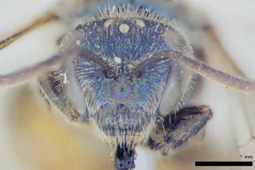 Halictus placidus Smith, F., 1879 - Ruizanthedella_placida-NHMUK010264957-female-syntype-face-3_2x