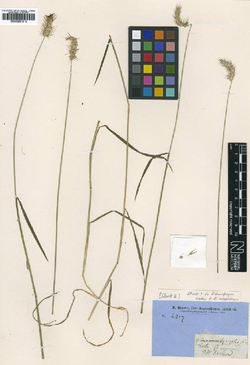 Echinopogon caespitosus C.E.Hubb. - BM000991518