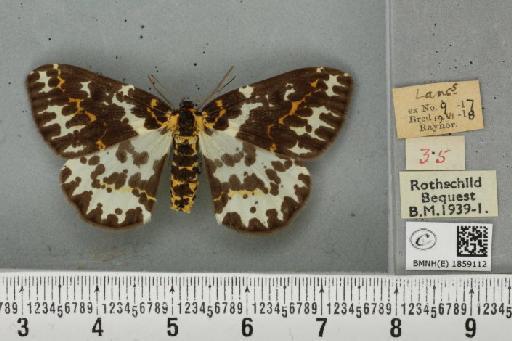 Abraxas grossulariata (Linnaeus, 1758) - BMNHE_1859112_416855