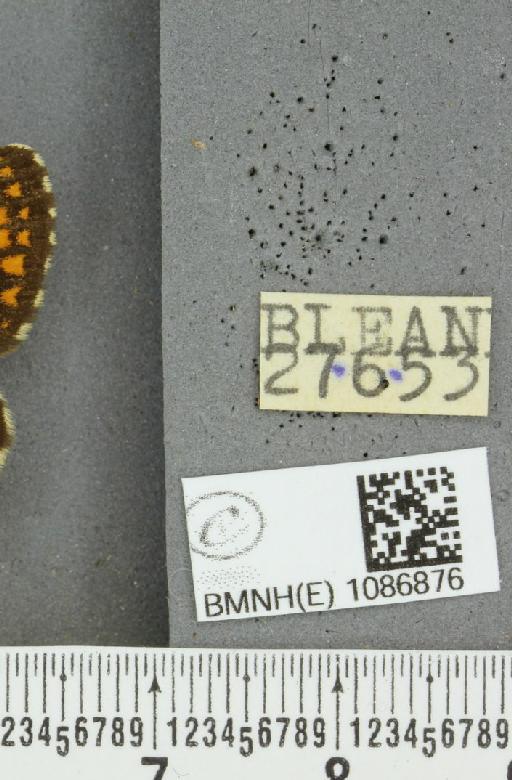 Melitaea athalia ab. transversa Tutt, 1898 - BMNHE_1086876_label_57386