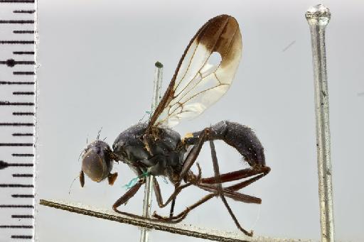 Setellia dichaeta Hennig & Hennig, 1937 - Setellia dichaeta NHMUK 010579815 holotype male habitus lateral