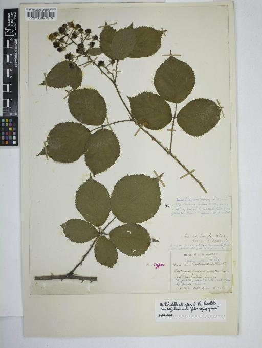 Rubus crespignyanus W.C.R.Watson - BM000045223