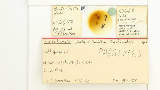 Amphorophora coloutensis Smith & Knowlton, 1983 - 014839086_112448_1092717_157842_Type