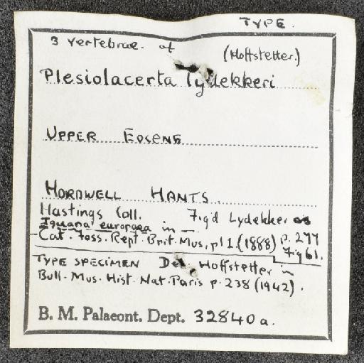 Plesiolacerta lydekkeri Hoffstetter, 1942 - OR 32840a - label