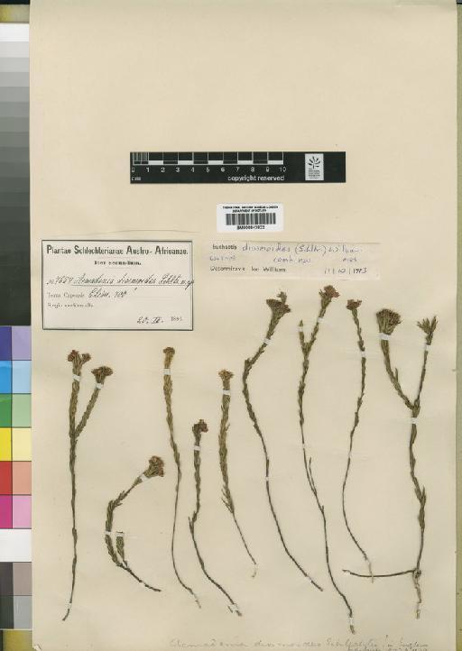 Euchaetis diosmoides (Schltr.) Williams - BM000843822