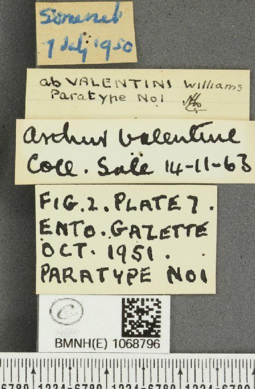 Melanargia galathea serena ab. valentini Williams, 1951 - BMNHE_1068796_label_34534