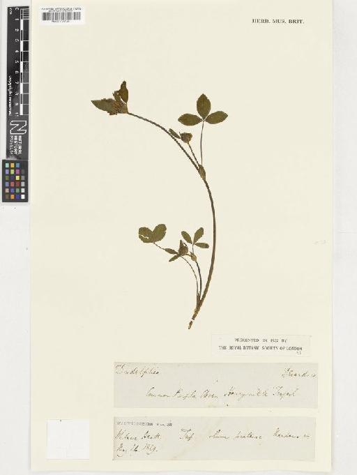 Trifolium pratense L. - BM001037391