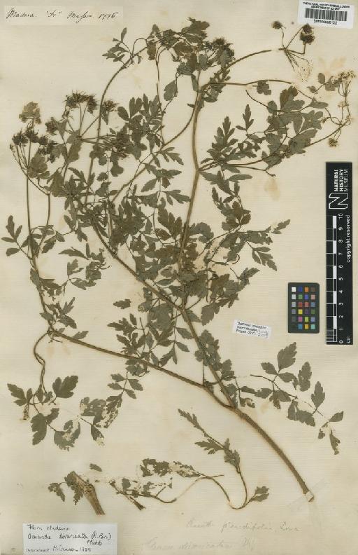 Oenanthe pteridifolia Lowe - BM000829122