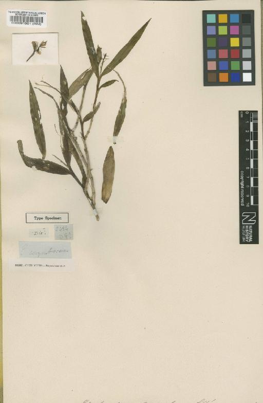 Epidendrum corymbosum Lindl. - BM000091901