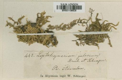 Pylaisiobryum abyssinicum (Müll.Hal.) Cufod. - BM001108506