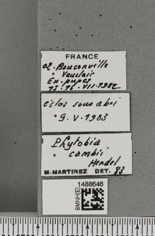 Phytobia cambii (Hendel, 1931) - BMNHE_1488646_label_52493