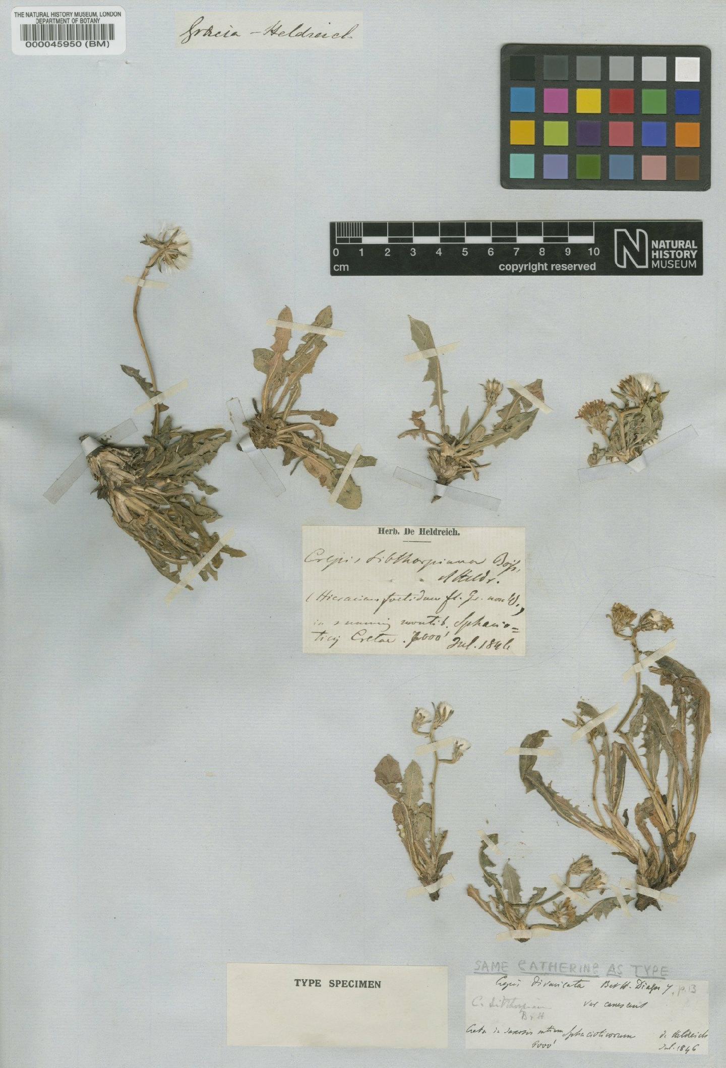 To NHMUK collection (Crepis sibthorpiana Boiss. & Heldr.; TYPE; NHMUK:ecatalogue:2395720)