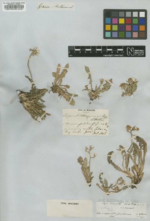 Crepis sibthorpiana Boiss. & Heldr. - BM000045950