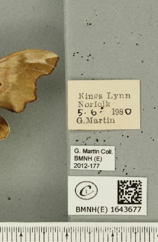 Mimas tiliae (Linnaeus, 1758) - BMNHE_1643677_label_240562