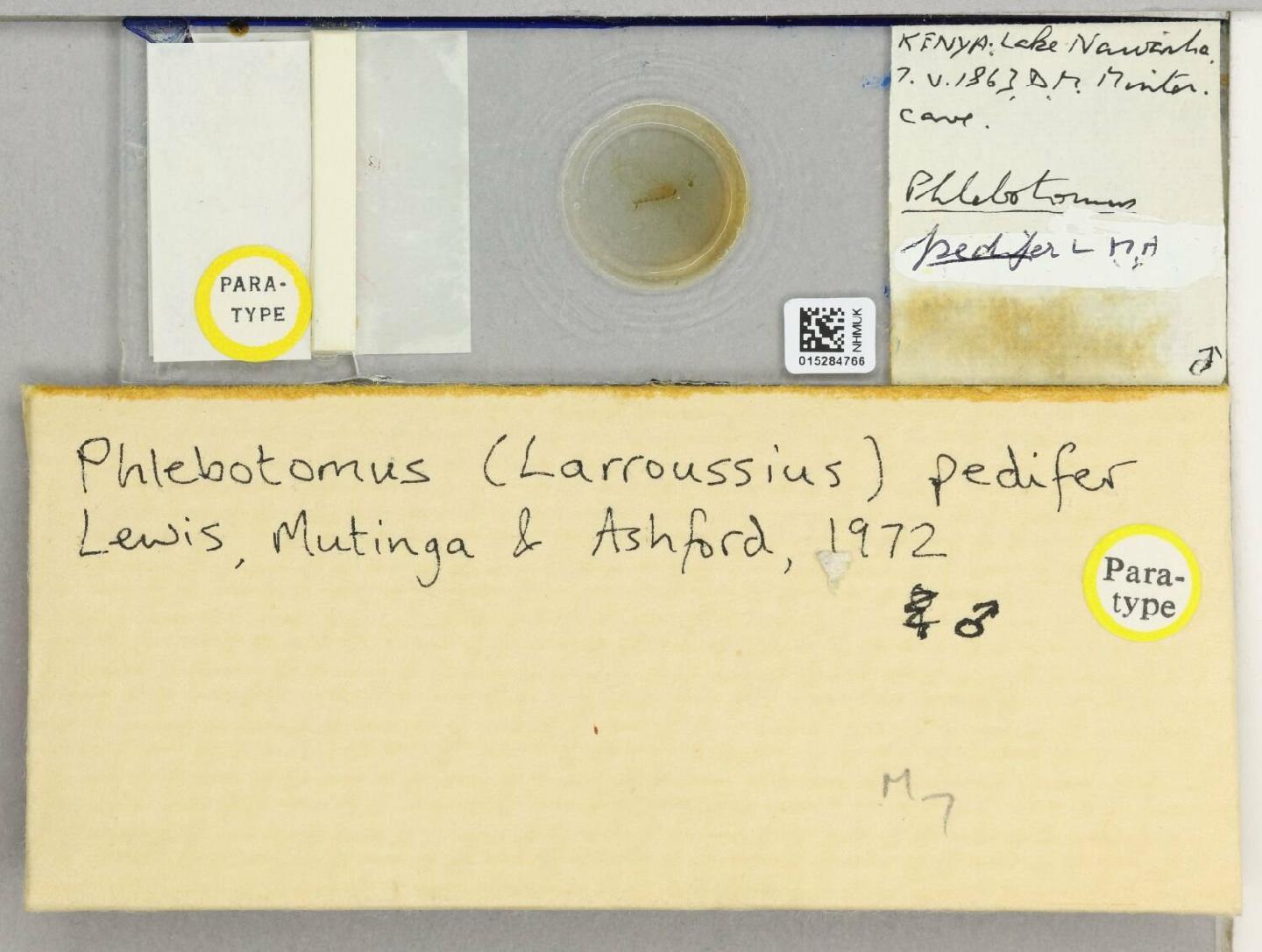 Phlebotomus pedifer