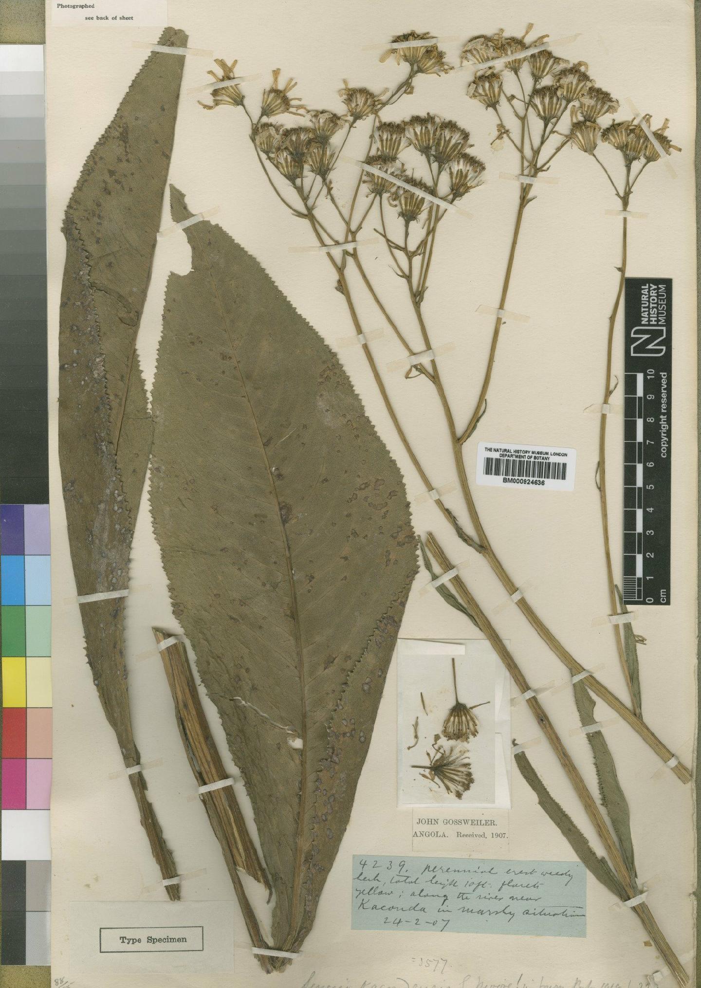 To NHMUK collection (Senecio kacondensis Moore; Type; NHMUK:ecatalogue:4529647)