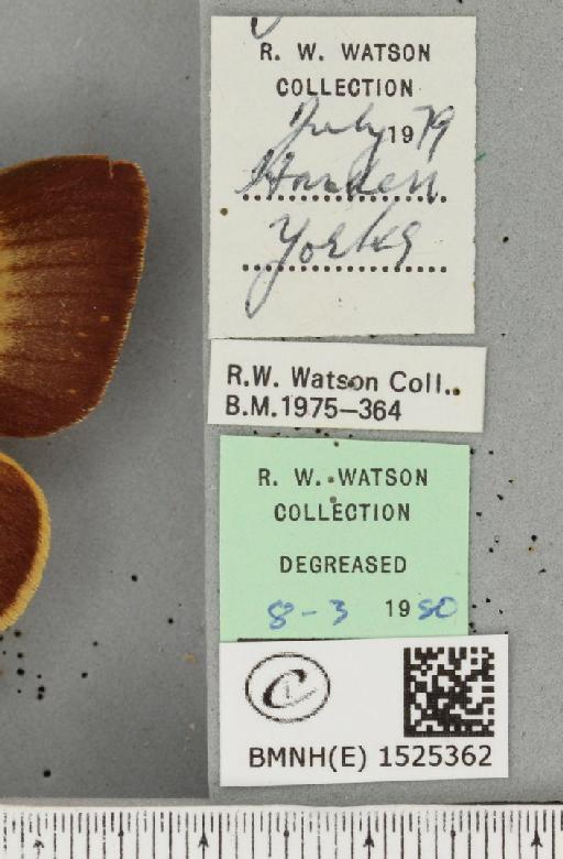Lasiocampa quercus callunae Gillette & Palmer, 1847 - BMNHE_1525362_label_194252